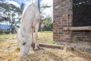 A white horse feeds on hay outside the stables on a bright spring day
