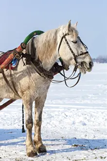 White horse with harness in winter sunny day