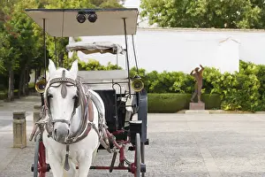White horse harnessed to a traditional carriage
