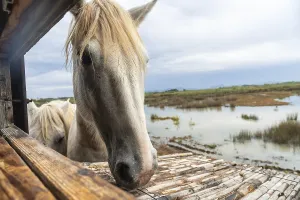 White horse in its stable looking at the landscape of s'albufera natural park in mallorca<br> White horse in its