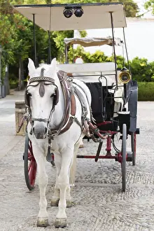 White horse standing harnessed to a carriage on an old cobblestone street in ronda