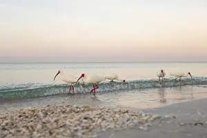 White ibises (Eudocimus albus) walking along the shoreline of the Gulf of Mexico during a calm sunset on Lido Key