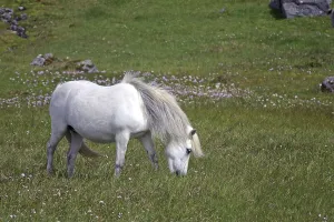 White Icelandic horse in meadow, Snaefelsnes