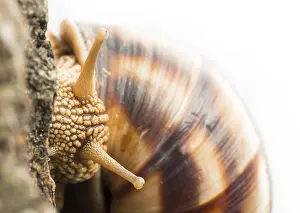 White isolated snail. Studio shot