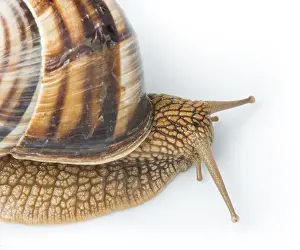 White isolated snail. Studio shot