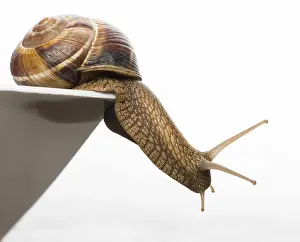 White isolated snail. Studio shot