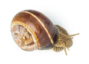 White isolated snail. Studio shot