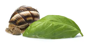 White isolated snail. Studio shot
