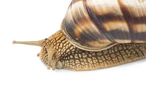 White isolated snail. Studio shot