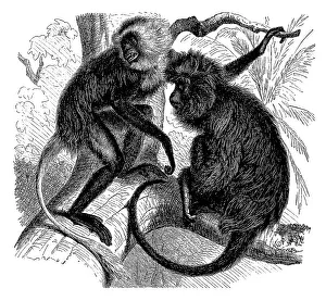 White king colobus (Colobus polykomos)