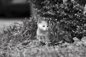 White kitten, felidae (Felis silvestris catus)