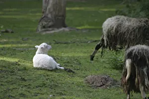 White lamb