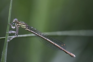 White-legged Damselfly (Platycnemis pennipes)
