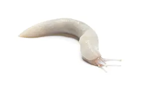 White leopard slug, limax maximus