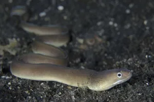 White-line moray, White-line moray eel