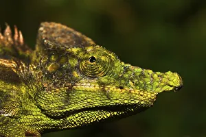 White-lined Chameleon (Furcifer antimena)