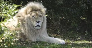 White Lion (panthera leo) krugensis, Male laying