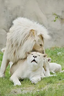 White lion (Panthera leo), pair copulating
