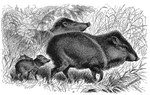 White-lipped peccary (Tayassu pecari)