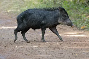 White-lipped Peccary (Tayassu pecari) crossing a forest track