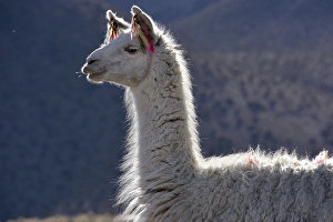 White llama (Lama glama), portrait