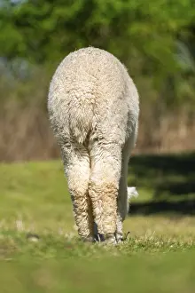 White Llama (Lama glama) standing on a meadow