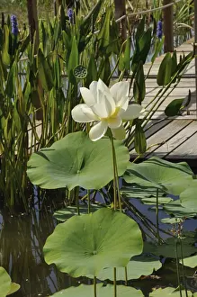 White Lotus (Alba grandiflora)