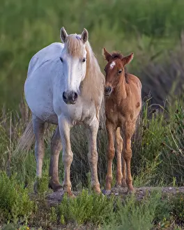 White mare with brown foal, wild horse