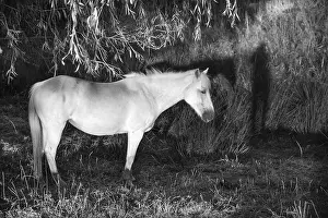 White mare under a willow (Salix) on a moor