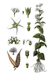 White Milkweed (Asclepias vincetoxicum)