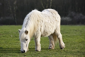 White mini Shetland pony, Schleswig-Holstein, Germany, Europe