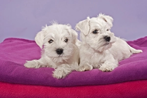 Two white Miniature Schnauzer puppies on a pillow