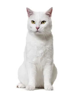 White mixed-breed cat (2 years old)