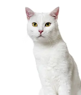 White mixed-breed cat (2 years old)