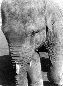 White mouse climbs on an elephant's trunk
