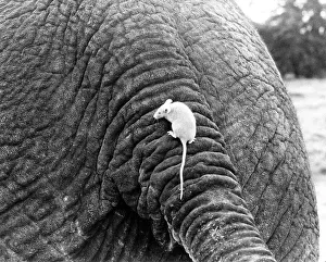 White Mouse on Elephant, England, Great Britain