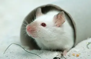 White Mouse, House Mouse