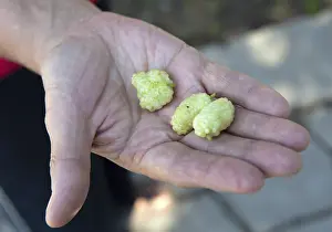 White mulberries on a hand, Uzbekistan