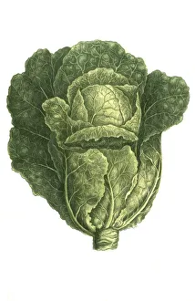 White mustard (Brassica alba) vel viridis