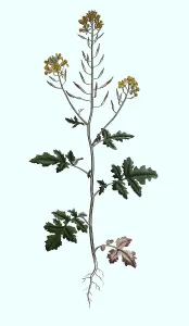 White mustard (Sinapis alba), Historic