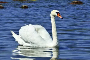 White mute swan is swimming on the Lake