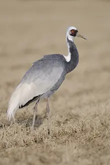 White-naped Crane (Antigone vipio)