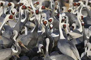 White-naped Crane (Antigone vipio)