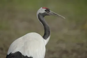 White-naped Crane (Grus vipio)