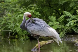 White-naped Crane (Grus vipio)
