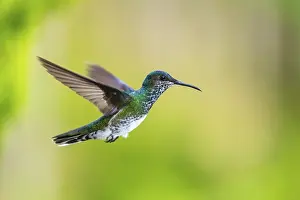 White-naped Hummingbird (Trochilidae) in flight (Florisugra mellivora)