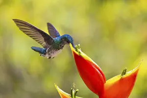White-naped Hummingbird (Trochilidae) in flight (Florisugra mellivora)