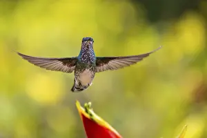 White-naped Hummingbird (Trochilidae) in flight (Florisugra mellivora)