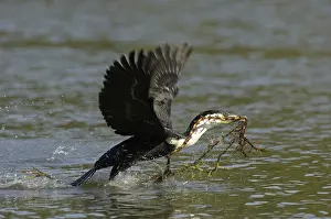 White-necked Cormorant (Phalacrocorax carbo lucidus)