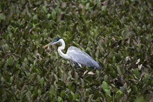White-Necked Heron (ardea cocoi)
